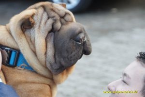 Shar-Pei